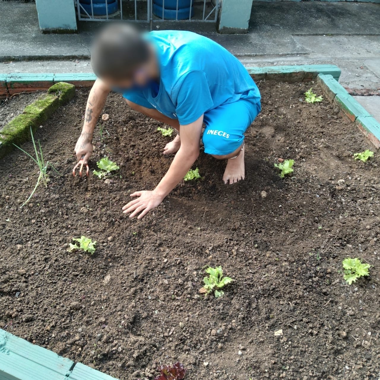Leia mais sobre o artigo ADOLESCENTES DO CASEP DE BLUMENAU PLANTAM HORTALIÇAS