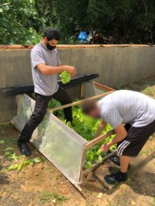 Leia mais sobre o artigo DIA DE COLHEITA NA HORTA DA SEMILIBERDADE DE BLUMENAU